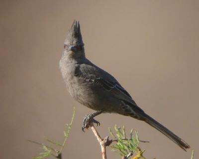 Phainopepla