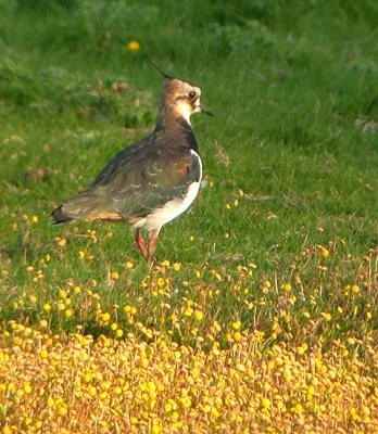 Northern Lapwing