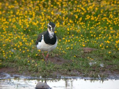 Northern Lapwing