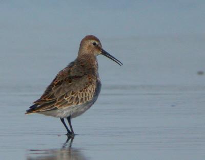 Dunlin