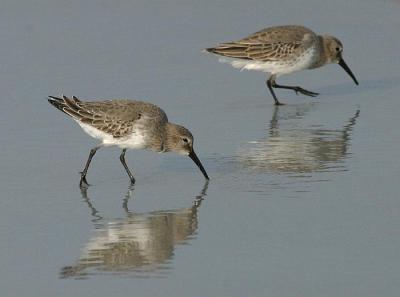 Dunlin