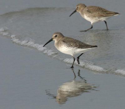 Dunlin