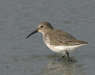 Dunlin