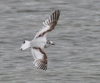 Little Gulls, Plum Island, Massachusetts, June 2005