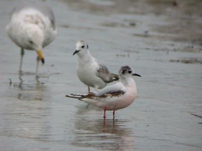 Little Gull