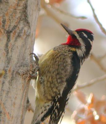 Red-naped Sapsucker