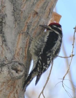 Red-naped Sapsucker