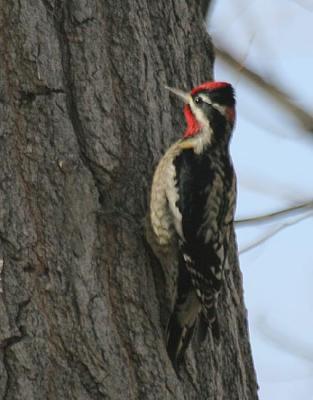 Red-naped Sapsucker