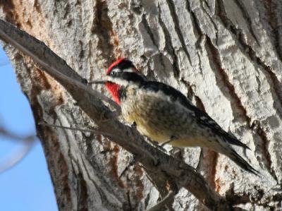 Red-naped Sapsucker