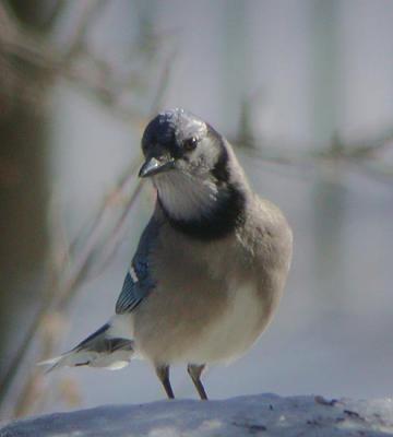 Blue Jay