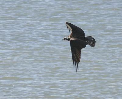 v3/58/287858/3/45281010.050328Osprey5326.jpg
