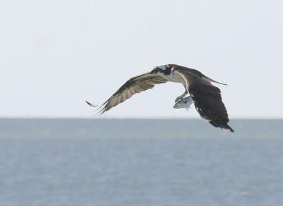 Osprey