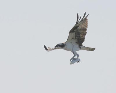 v3/58/287858/3/45281014.050328Osprey5330.jpg