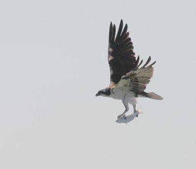 v3/58/287858/3/45281015.050328Osprey5331.jpg