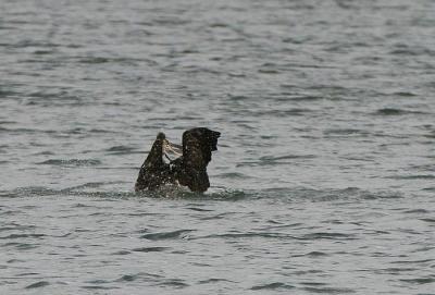 Osprey