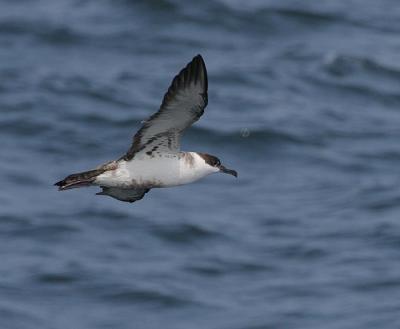 v3/58/287858/3/45352117.050611GreaterShearwater8301.jpg
