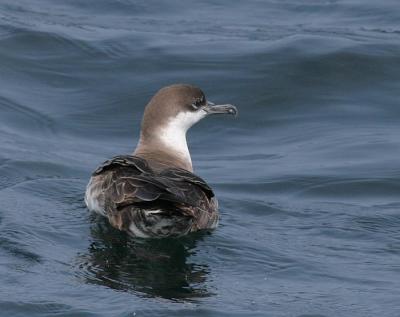 v3/58/287858/3/45352119.050611GreaterShearwater8349.jpg