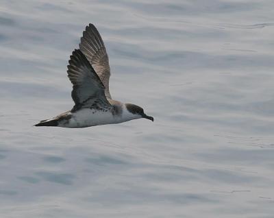 v3/58/287858/3/45352120.050611GreaterShearwater8369.jpg