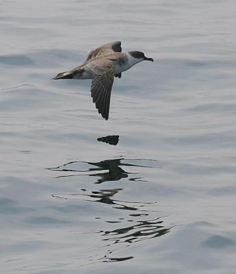 v3/58/287858/3/45352121.050611GreaterShearwater8371.jpg