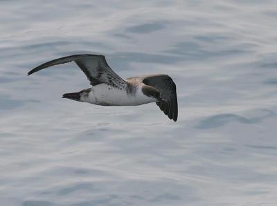 v3/58/287858/3/45352123.050611GreaterShearwater8383.jpg
