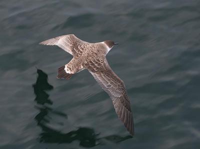 v3/58/287858/3/45352126.050611GreaterShearwater8401.jpg