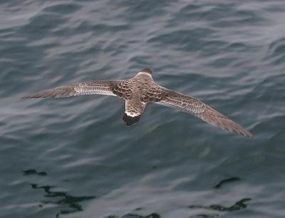 Great Shearwater