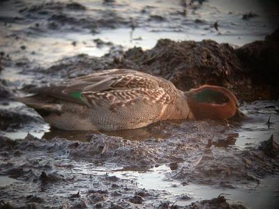 v3/58/287858/3/45541668.041111GreenwingedTeal0048.jpg
