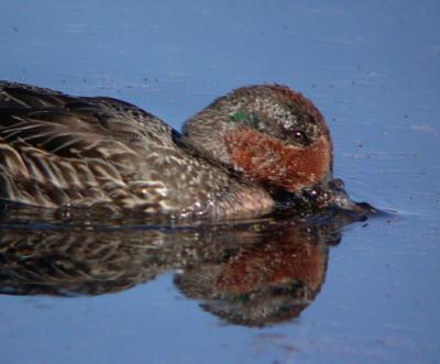 v3/58/287858/3/45541670.021103GreenwingedTeal0130.jpg