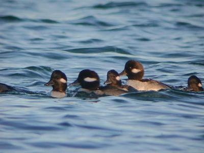 Bufflehead