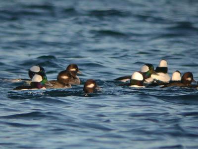 Bufflehead