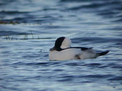 Bufflehead