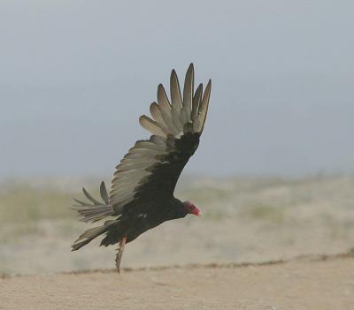 Turkey Vulture