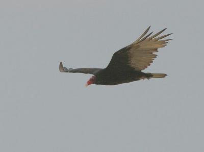 Turkey Vulture