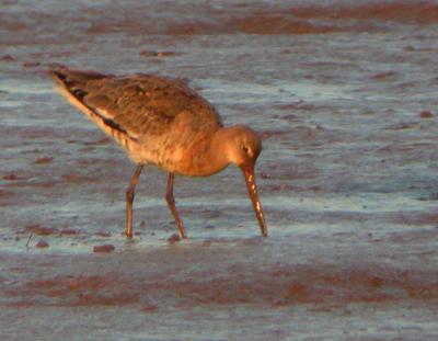 Black-tailed Godwit