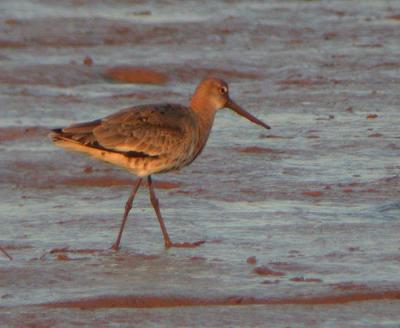 Black-tailed Godwit