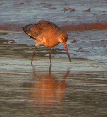 Black-tailed Godwit