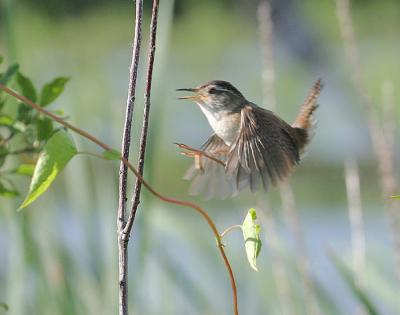 Marsh Wren