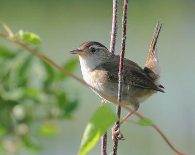 Marsh Wren