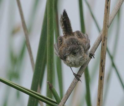 Marsh Wren