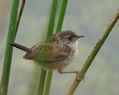 Marsh Wren