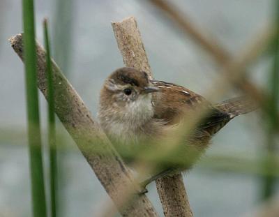 Marsh Wren