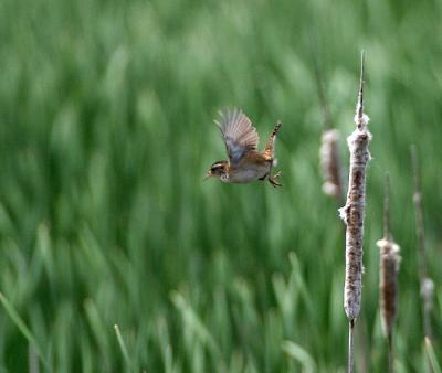 Marsh Wren
