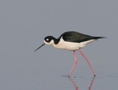 Black-necked Stilt