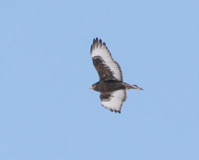 Rough-legged Hawk