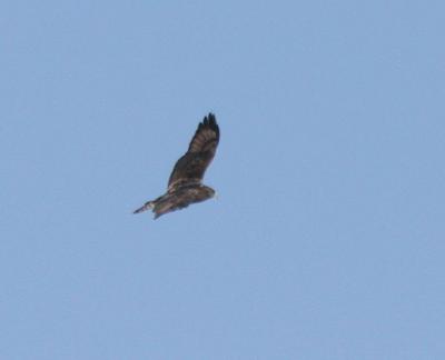 Rough-legged Hawk