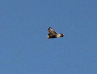 Rough-legged Hawk