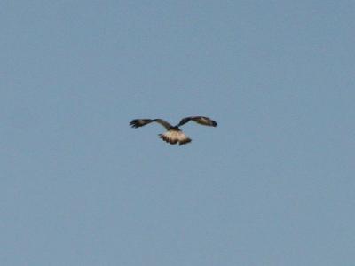 Rough-legged Hawk