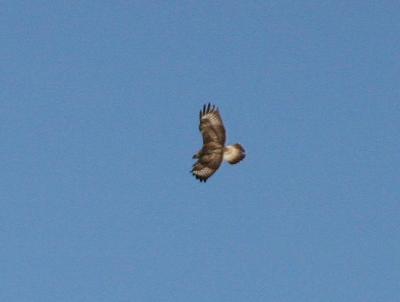 Rough-legged Hawk