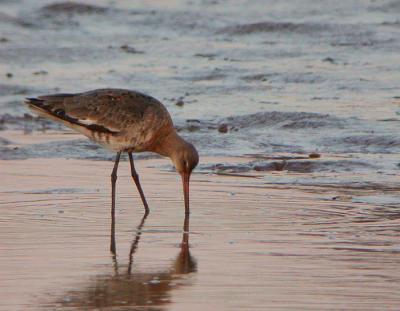 Black-tailed Godwit