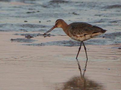 Black-tailed Godwit